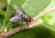 fluga Fluga